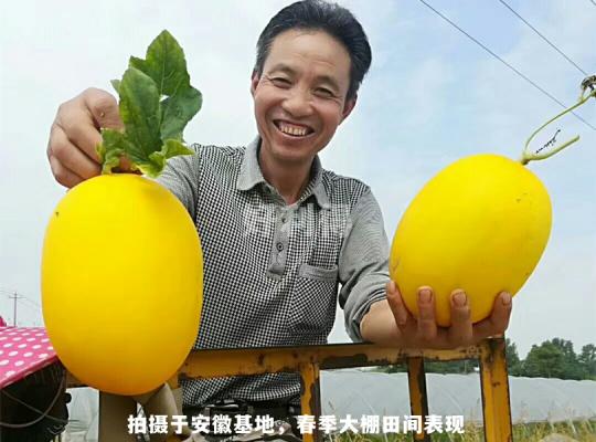 黄金蜜