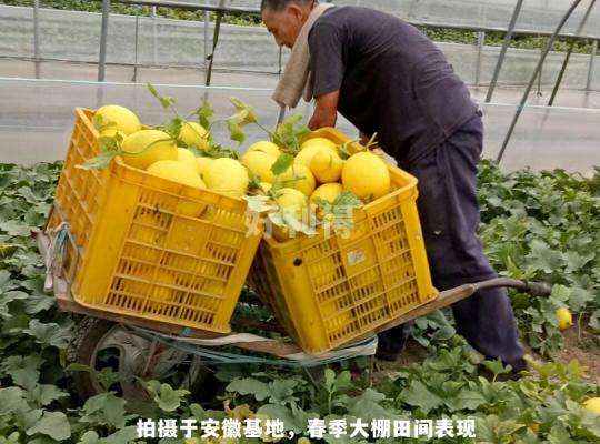 黄金蜜