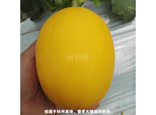 黄金蜜