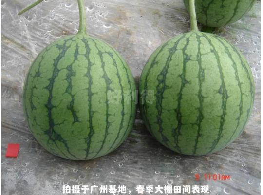 花木兰