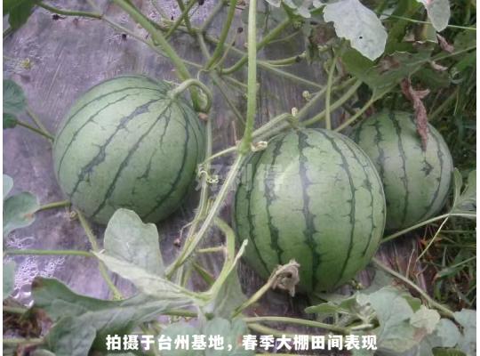花木兰