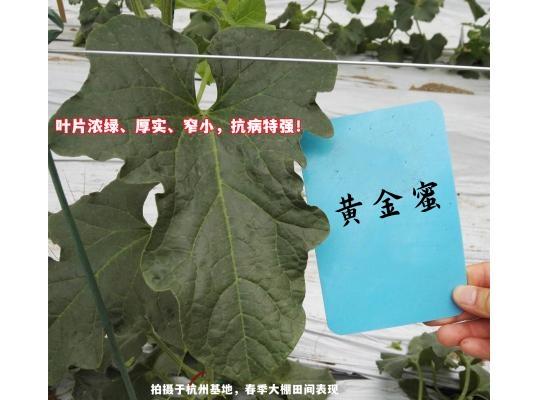 黄金蜜