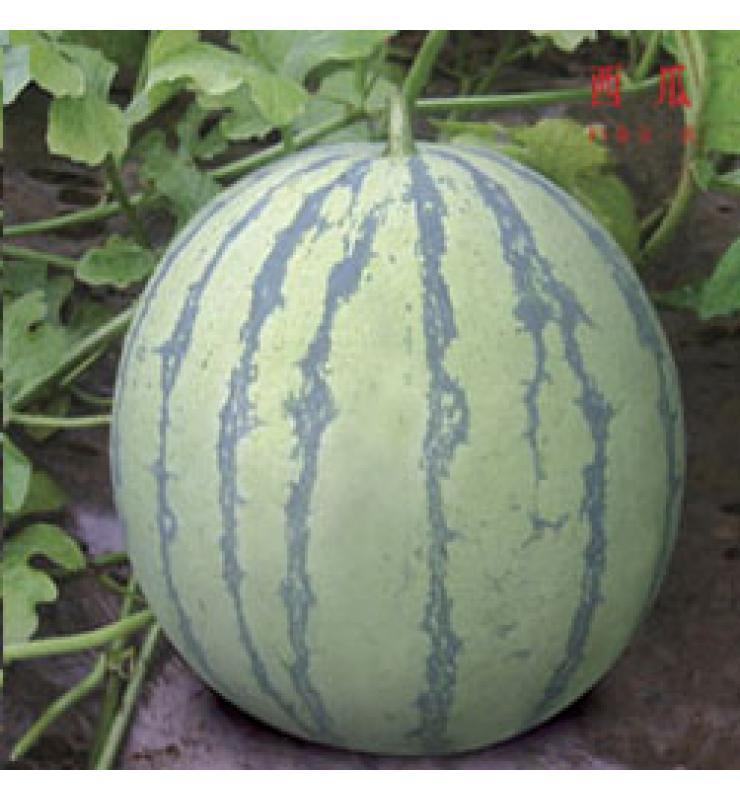 Watermelons