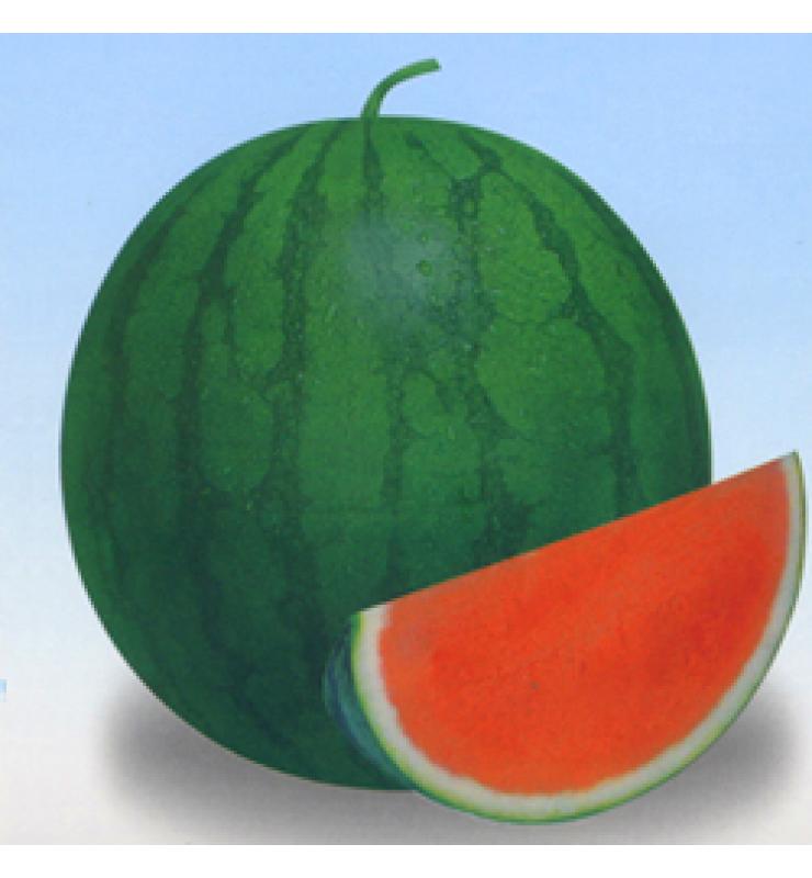 Seedless Watermelon series