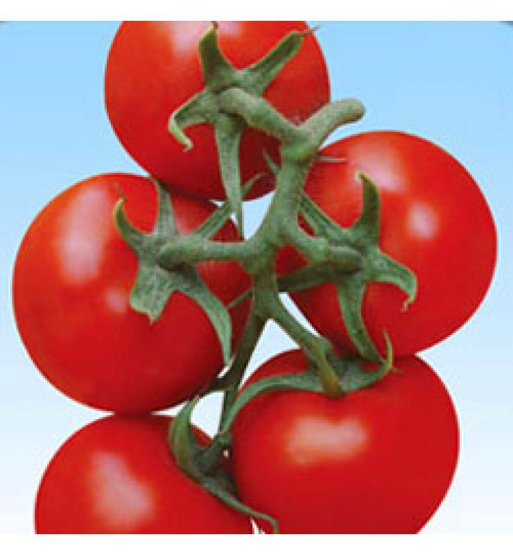 红果大番茄系列