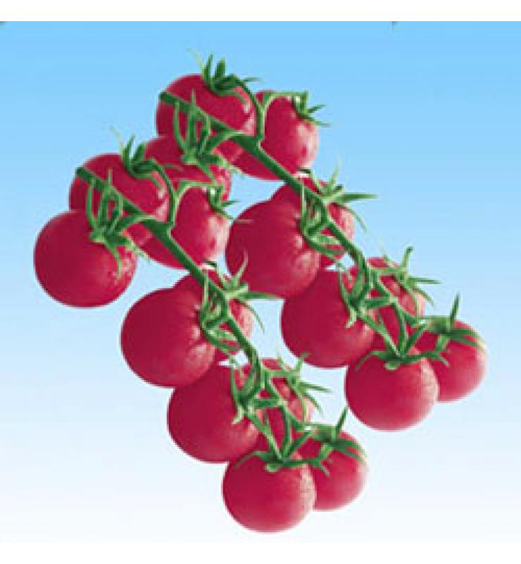 小番茄系列