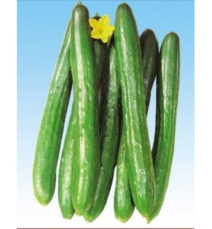 Cucumber Fushun
