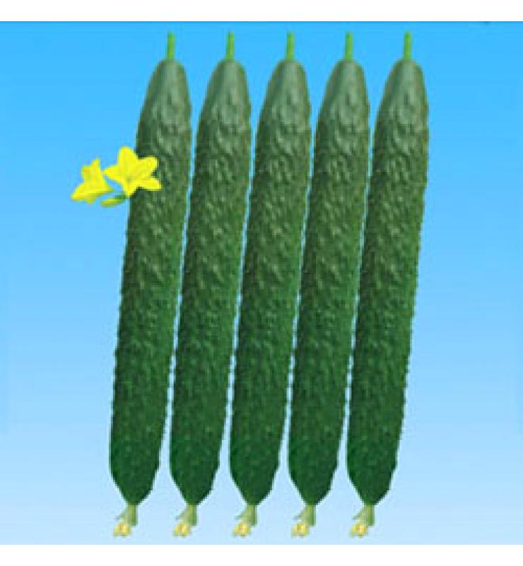 Cucumber Hanyan No. 8