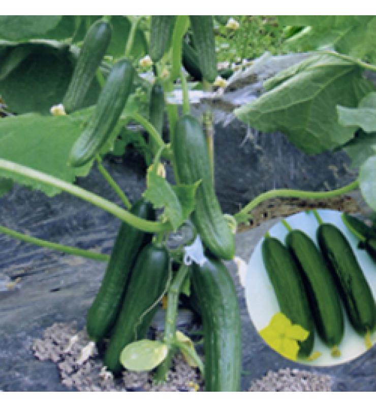 fruit cucumber emerald